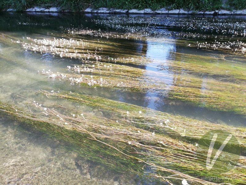 Flutender Wasserhahnenfuss: Übersicht